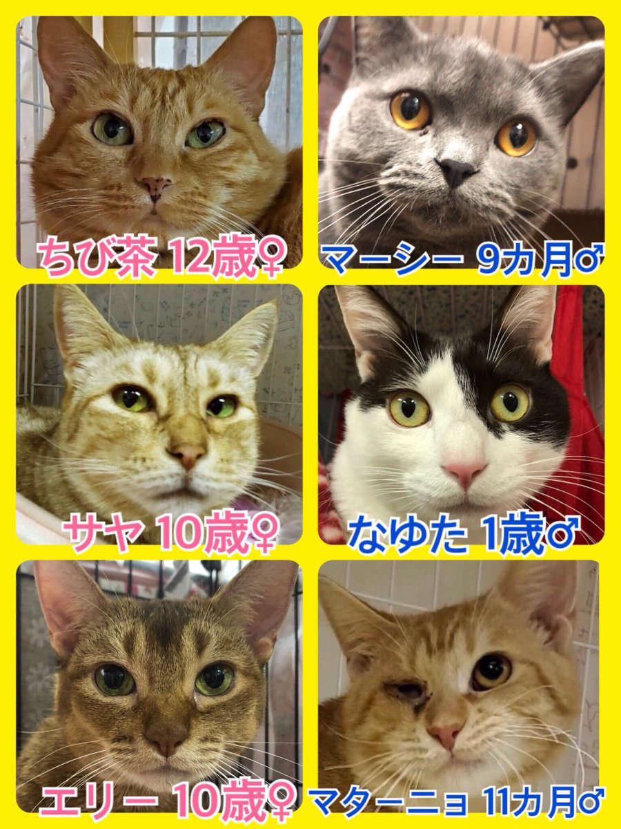 🐾今日の里親様募集中ニャンコ🐱メンバーです🐾2020,3,6